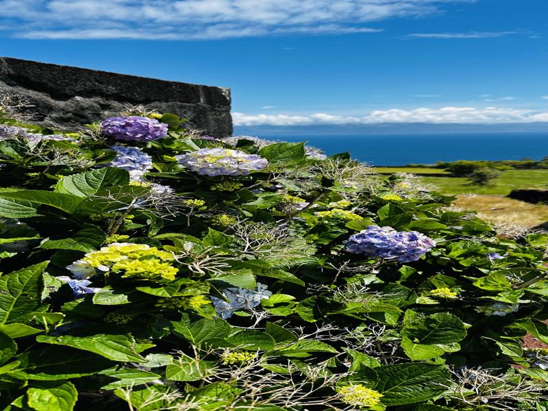 Hydrangeas outside our Airbnb