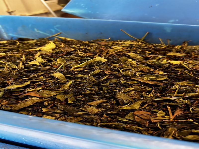 Harvested tea leaves