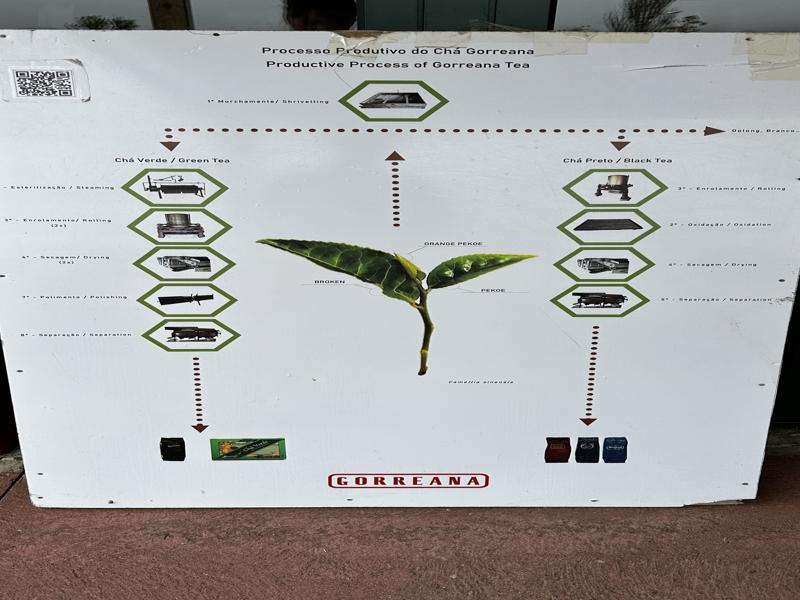 Steps for processing the tea leaves