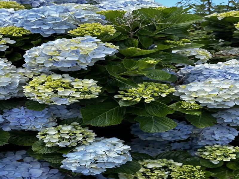 So many hydrangeas!