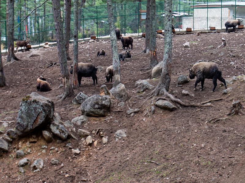 Takins at the preserve