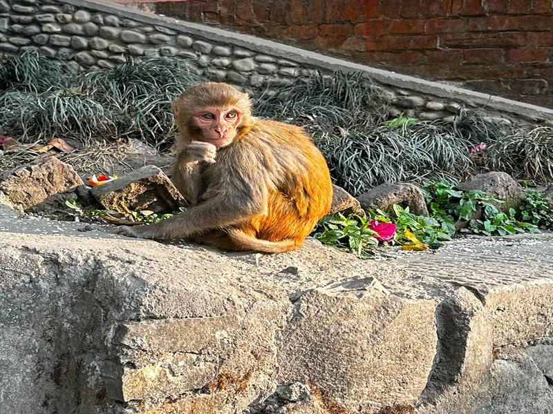 Monkey posing for us