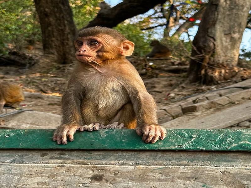 Cute baby monkey