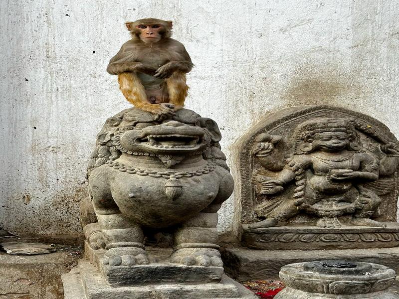 Monkey on the statue in Kathmandu
