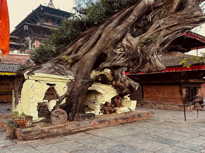 Tree taking over in Kathmandu