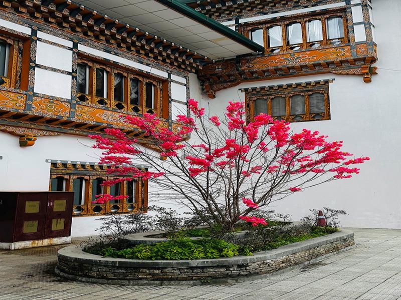 Colorful tree at Bhutan airport