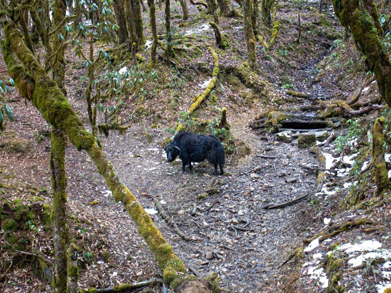 Yak on our hike