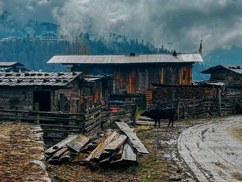 Local Phobjikha Valley homes