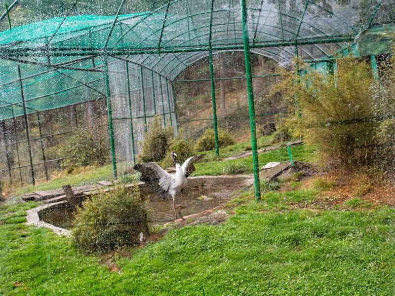 Black necked crane at the visitor center
