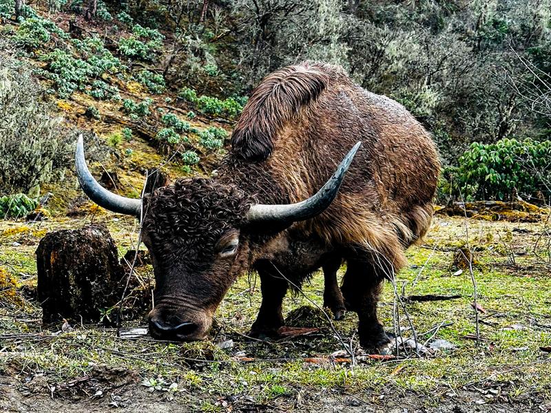 Yak on the pass