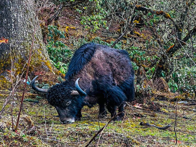 Yak on the pass