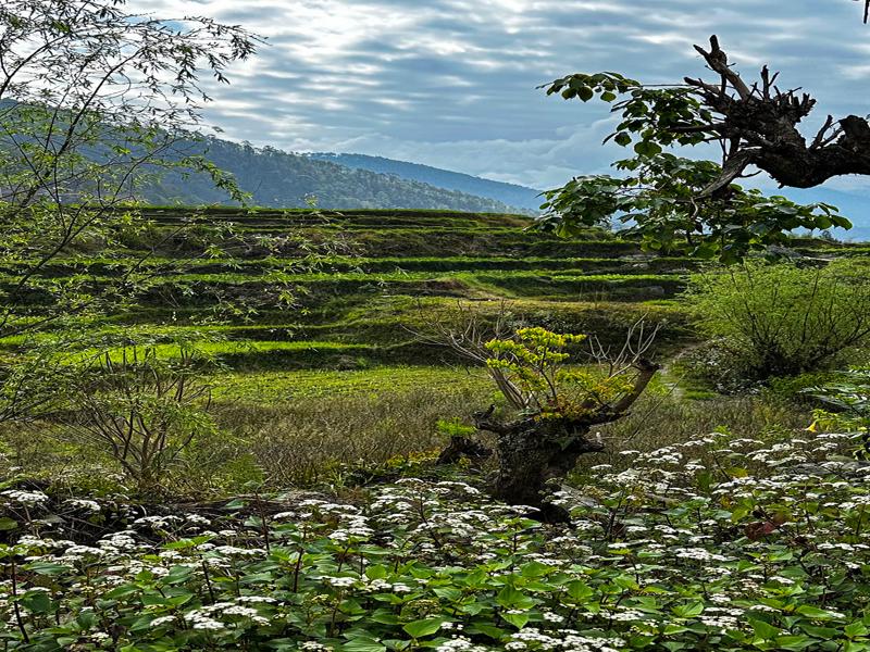 Farming in the valley