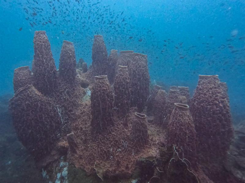 Impressive underwater coral