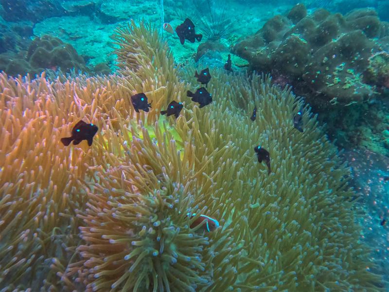 Cute fish in the soft coral