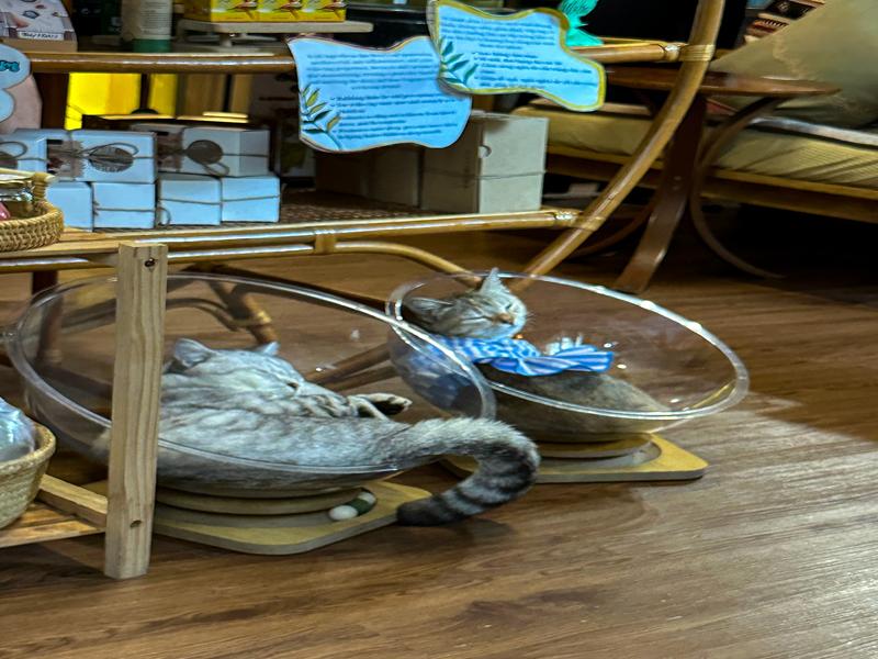 Adorable cats at the spa