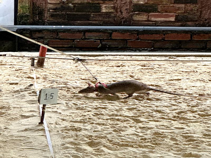 The landmine sniffing rats at work