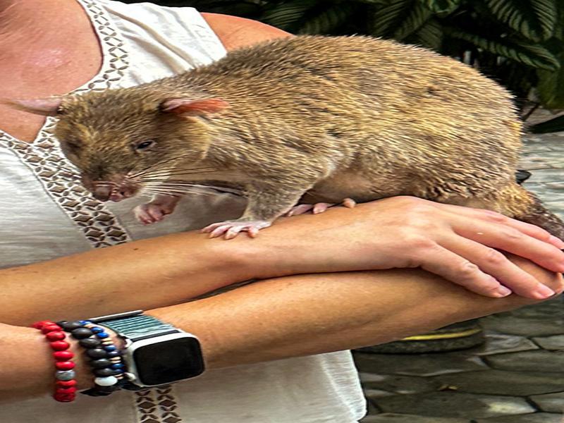Holding the giant african rat