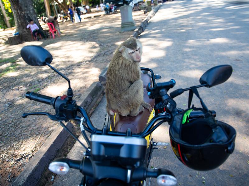 Right away a monkey jumped on our bike
