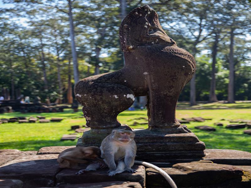 Monkeys stealing the attention