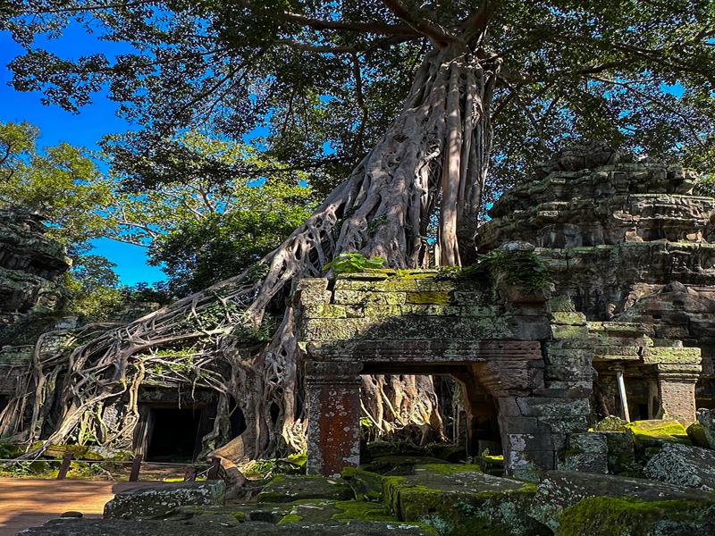 Another tree taking over