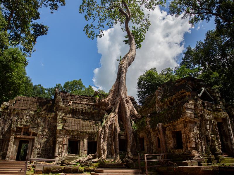 Famous tomb raider tree