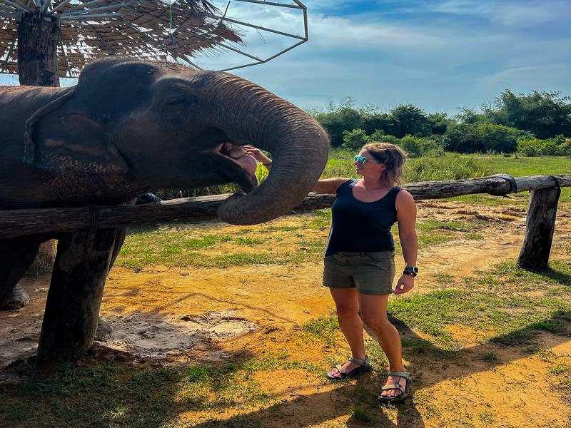 Feeding rice and banana balls to the elephants