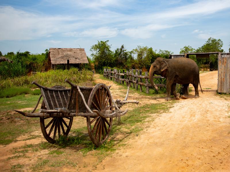 Elephant walking around the property