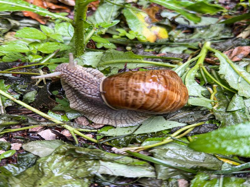 We saw these cool snails, they were really big
