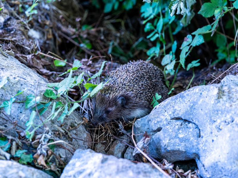 We found several hedgehogs while walking around the town