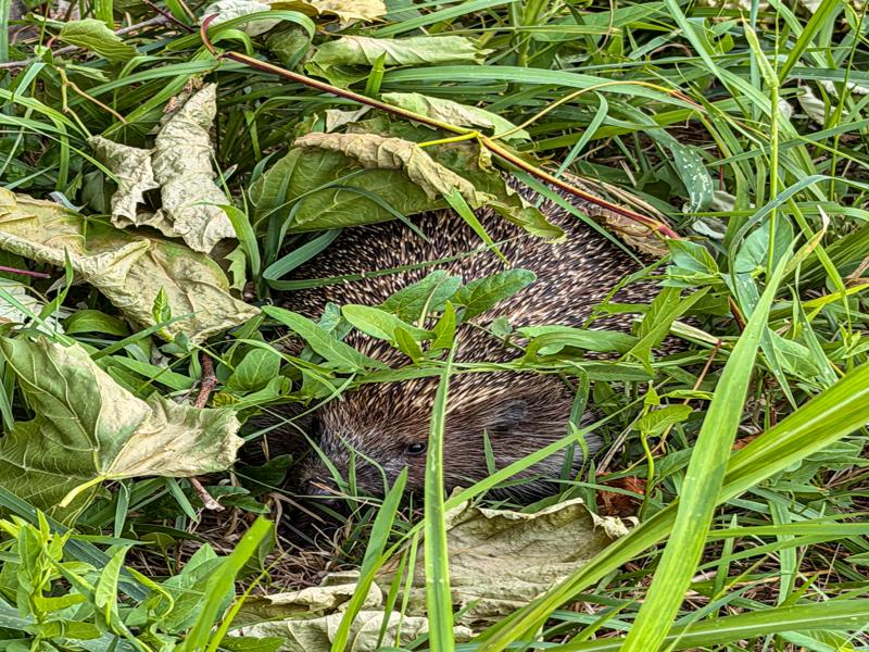 Hedgehog hiding in the grass