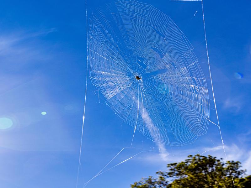 We encountered some crazy spiders on the walk