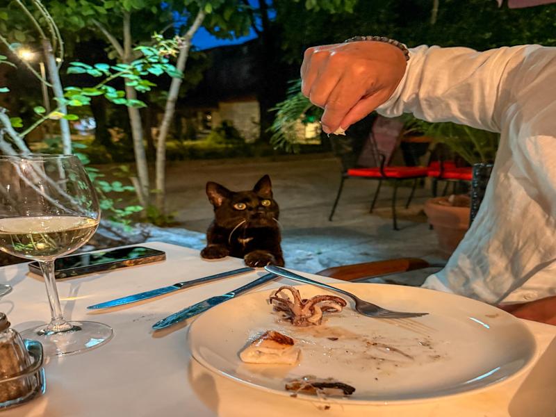 Cats want some too
