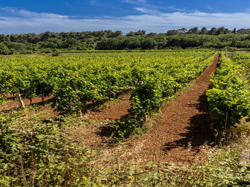 Local winery growing on Sipan
