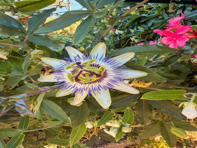 Passionflower