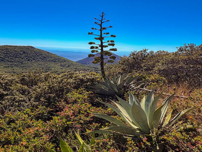 Agave in bloom with views of the Izalco volcano behind