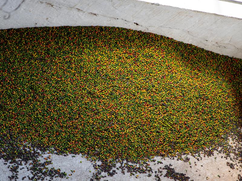 More coffee cherries