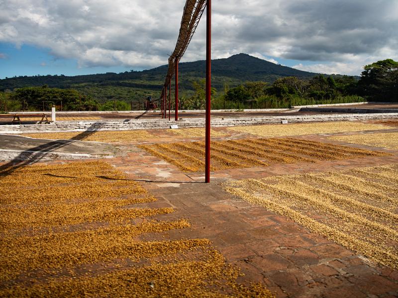 Coffee beans drying in the sun