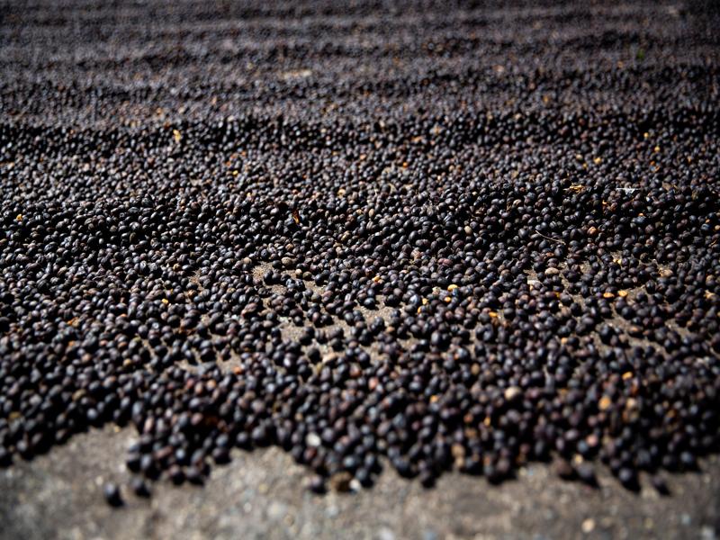 Coffee beans up close