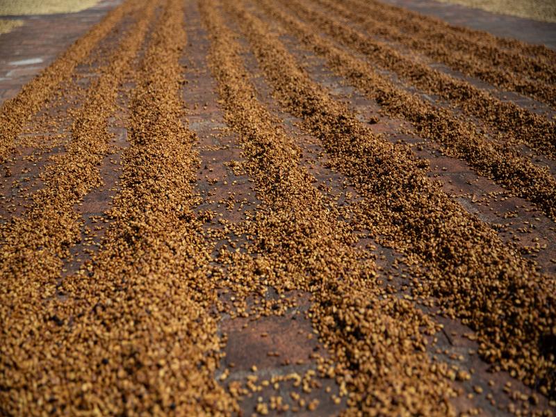 Rows of coffee beans
