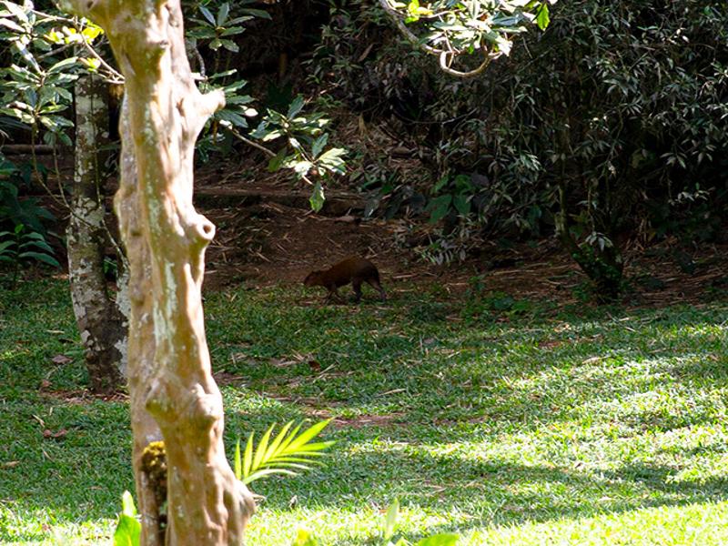 A small capybara-esque animal called the Agouti