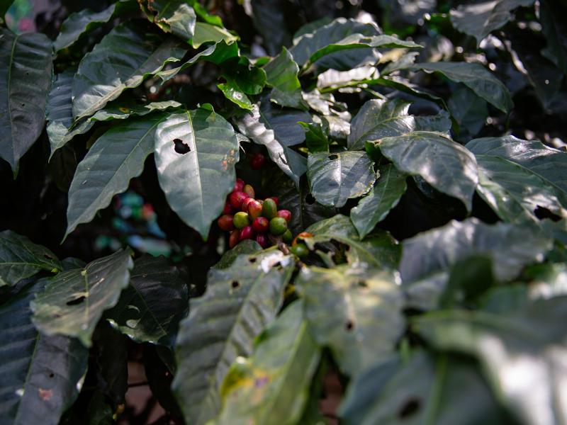 Coffee cherries on the tree
