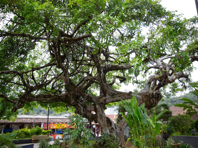 Enormous tree in the main square
