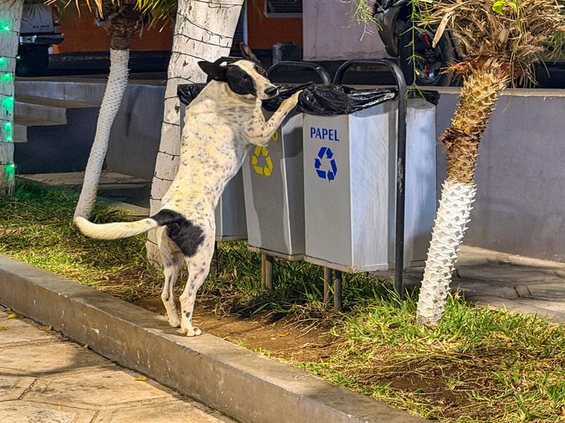 There are lots of dogs in El Salvador but very friendly