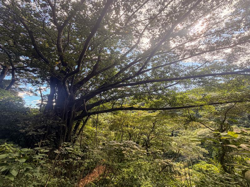 Hiking in the jungle
