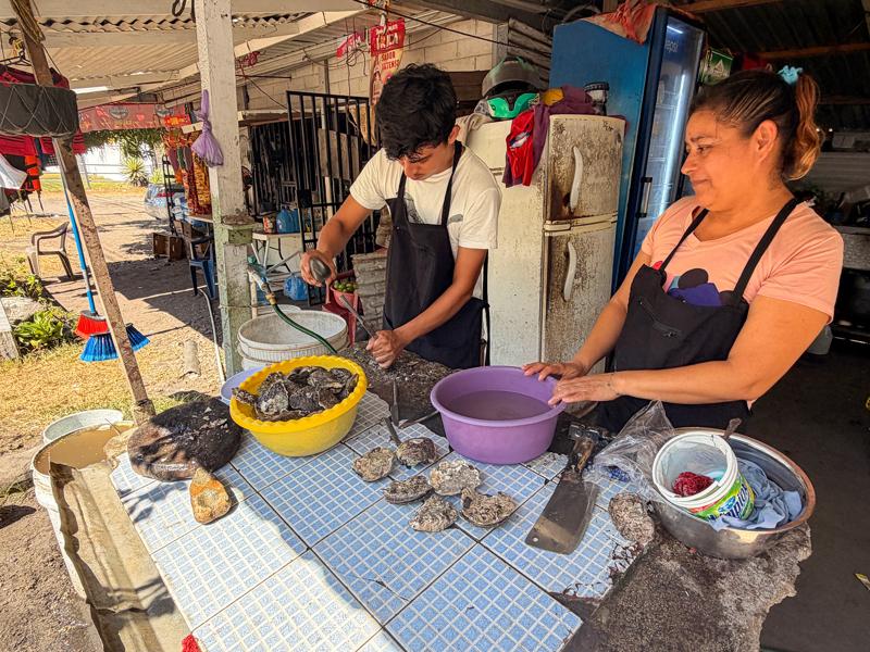 They are cutting open oysters