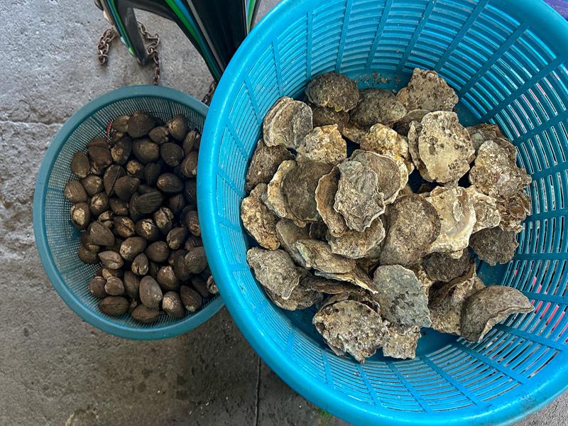 Several kinds of oysters