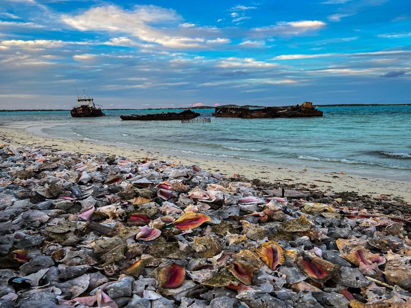 Used conch shells on the beach at Fish Fry area