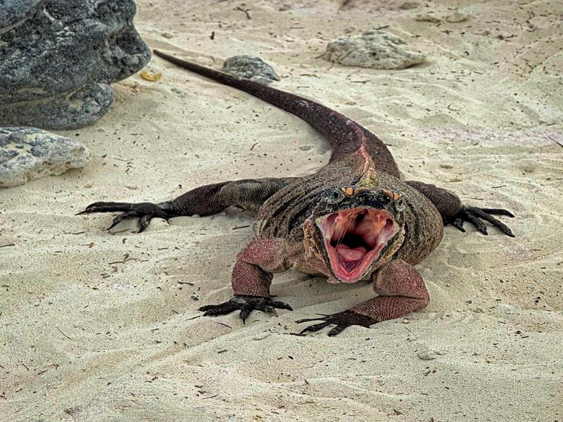 Iguana yawning