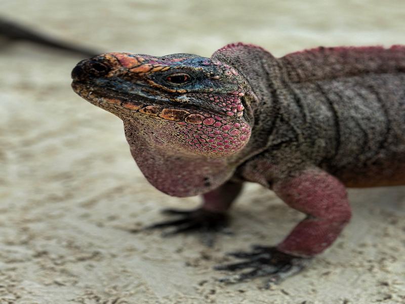 Close up iguana