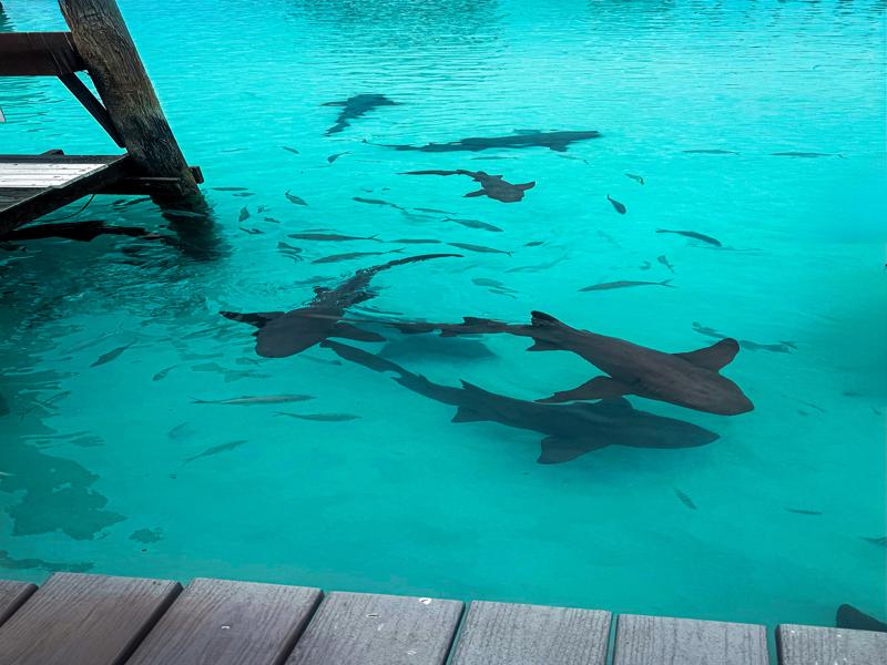 Nurse sharks waiting for visitors